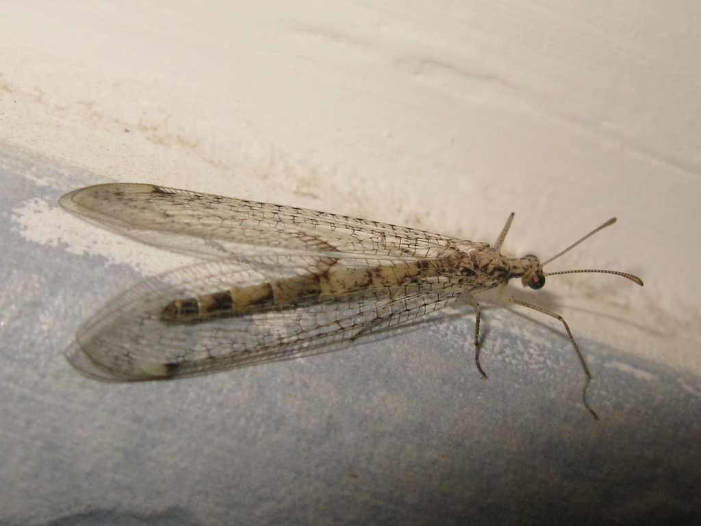 Gymnocnemia variegata.
